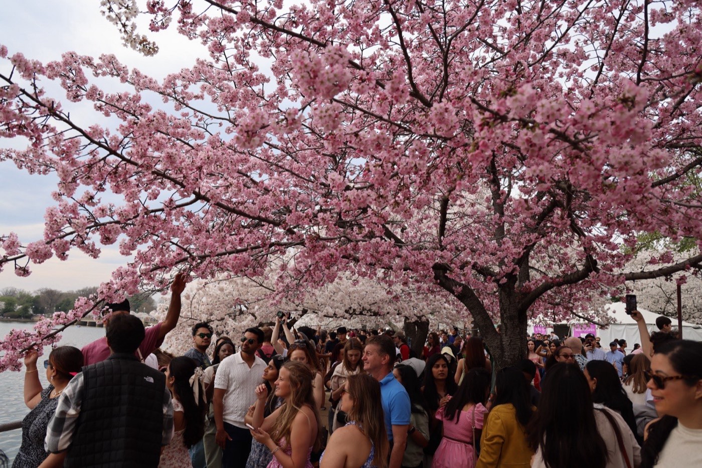 Cherry blossoms at the Tidal Basin