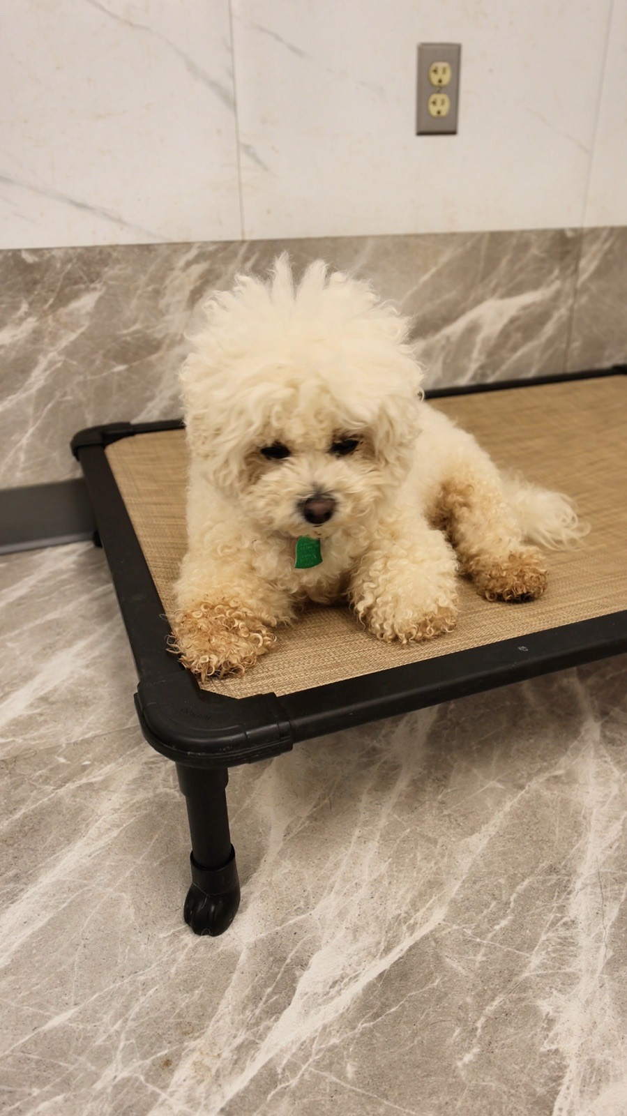 Pet Grand Hotel